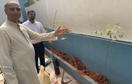 Tree Plantation